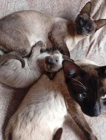 Shiten kotele siamese