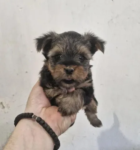 Shiten kelysh yorkshire terrier