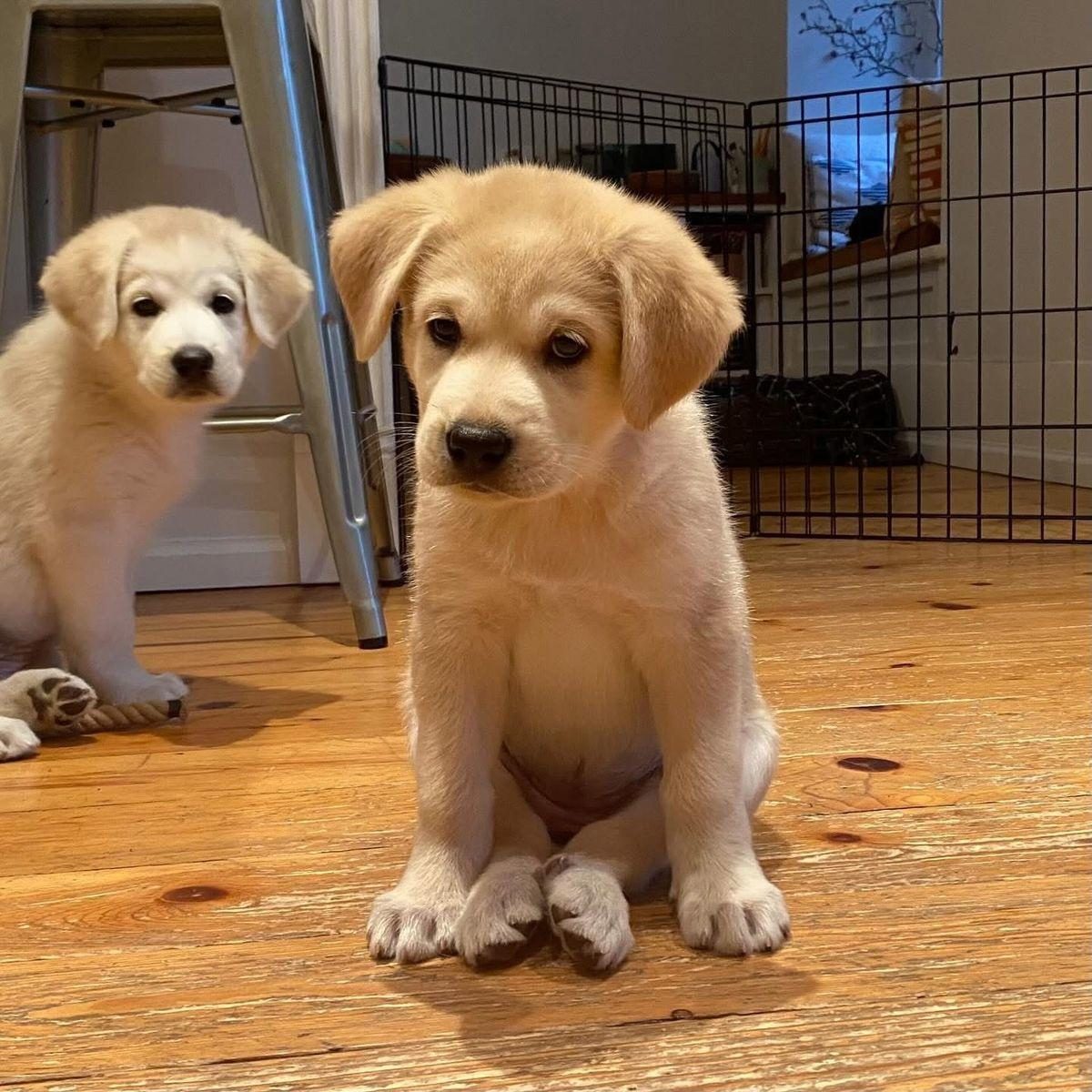 Štene labrador retrivera