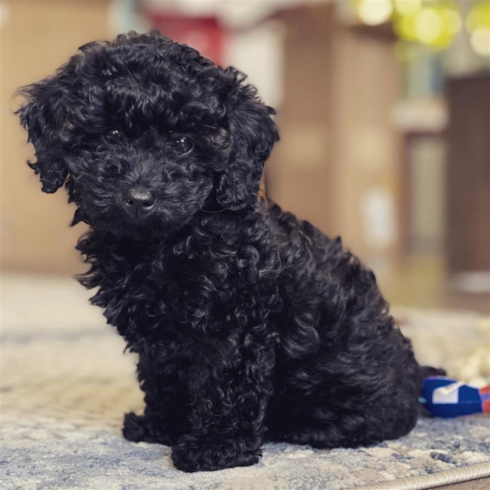Shesim Black Toy Poodle 450e