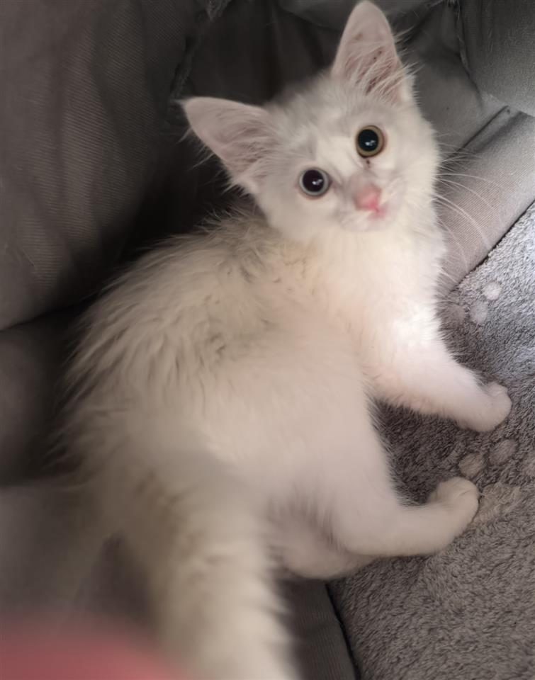 Shesim kotele Turkish Angora Odd eyed (1 sy blu \ 1 sy jeshi