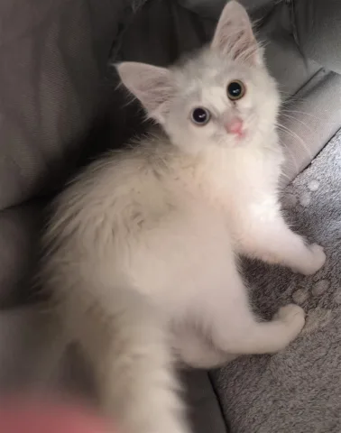 Shesim kotele Turkish Angora Odd eyed (1 sy blu \ 1 sy jeshi