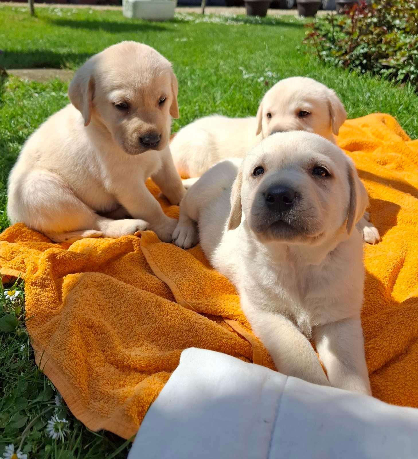 Shiten kelysh labrador retriver