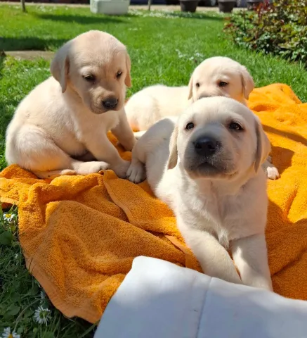 Shiten kelysh labrador retriver