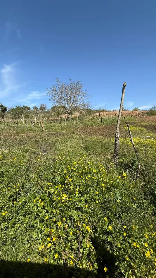 Tirane, shitet toke , 2.714 m² 400.000 € (Lunder)