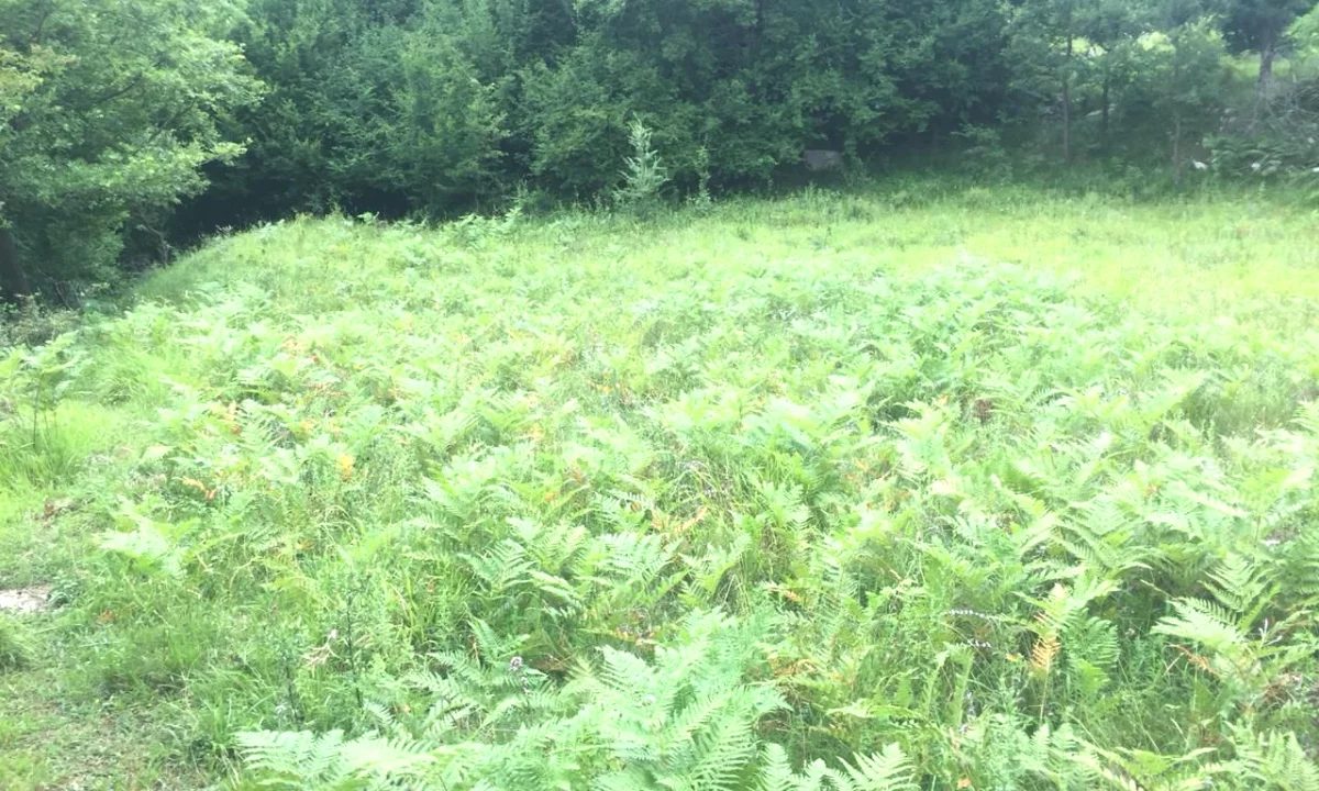 Shitet toke + Shtepi e Vjeter ne Linze,Dajt/90,000 euro