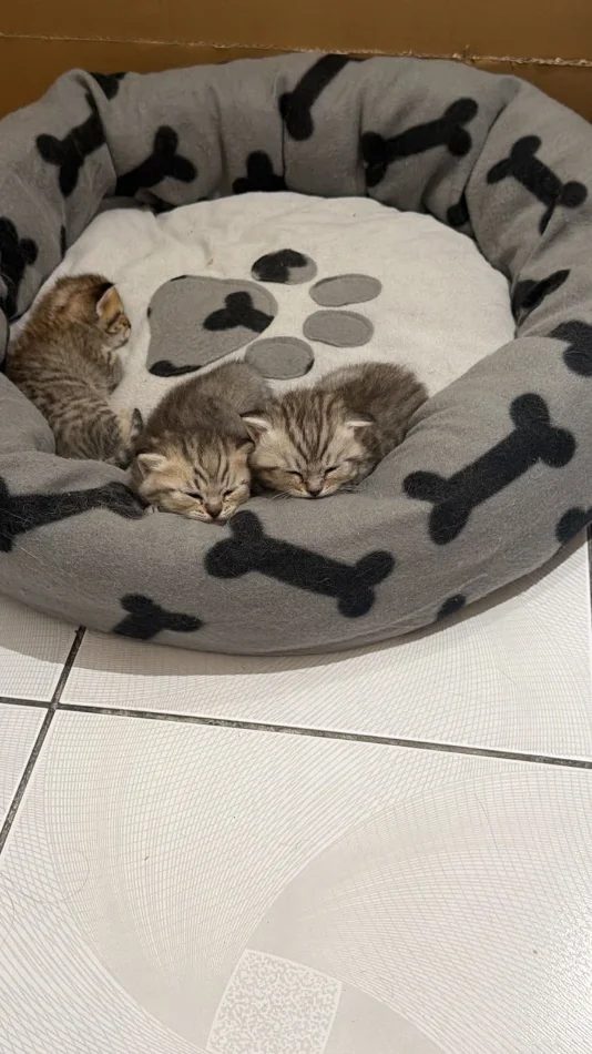 Shiten kotele British ShortHair & Scottish