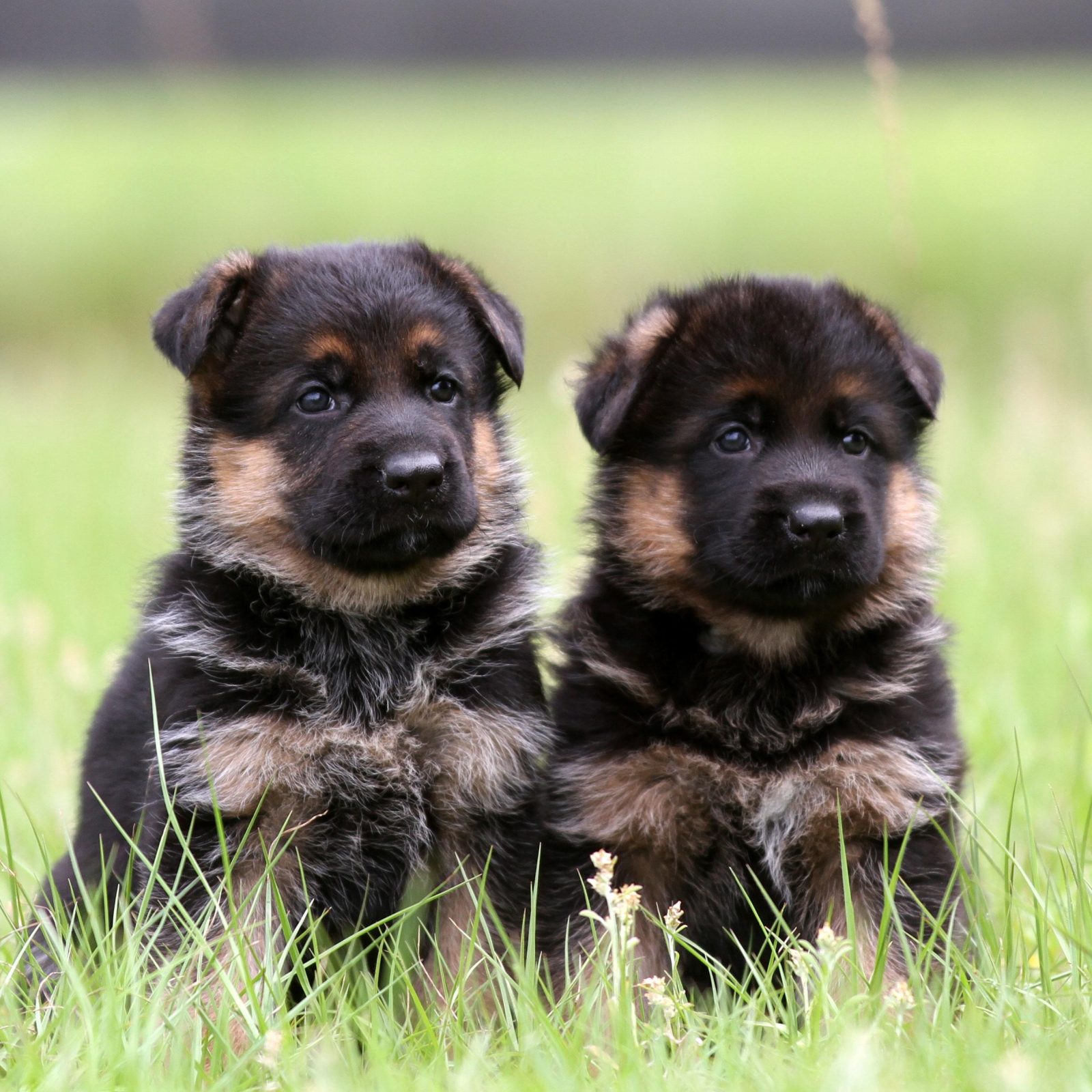 Shesim German Shepherd (Pastor Gjerman)