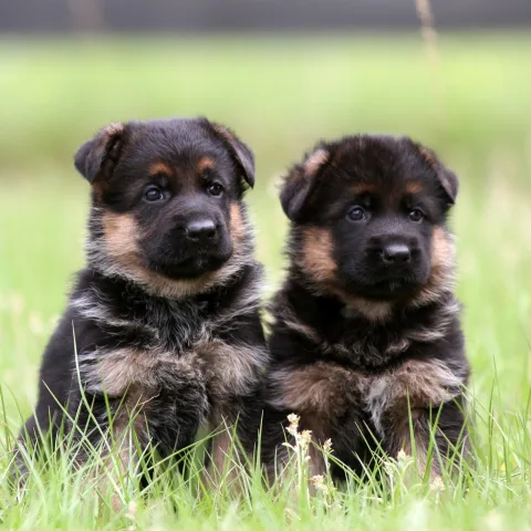 Shesim German Shepherd (Pastor Gjerman)