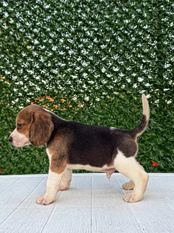 Beagle – këlyshë të bukur