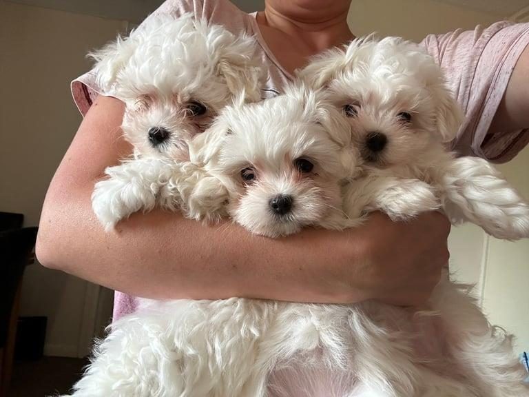 Shesim mini maltese