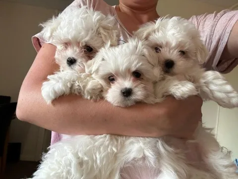 Shesim mini maltese