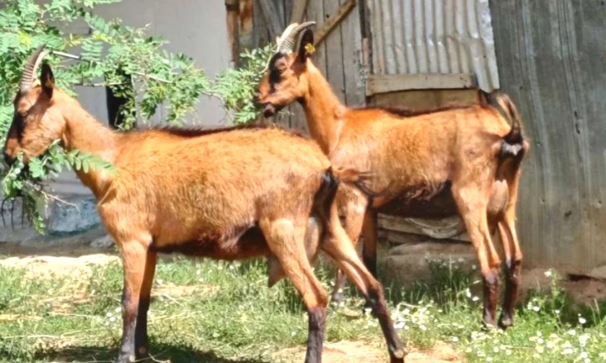 🐐🌟 Shiten 2 Dhi Alpine