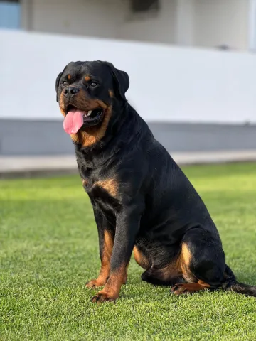 Rottweiler