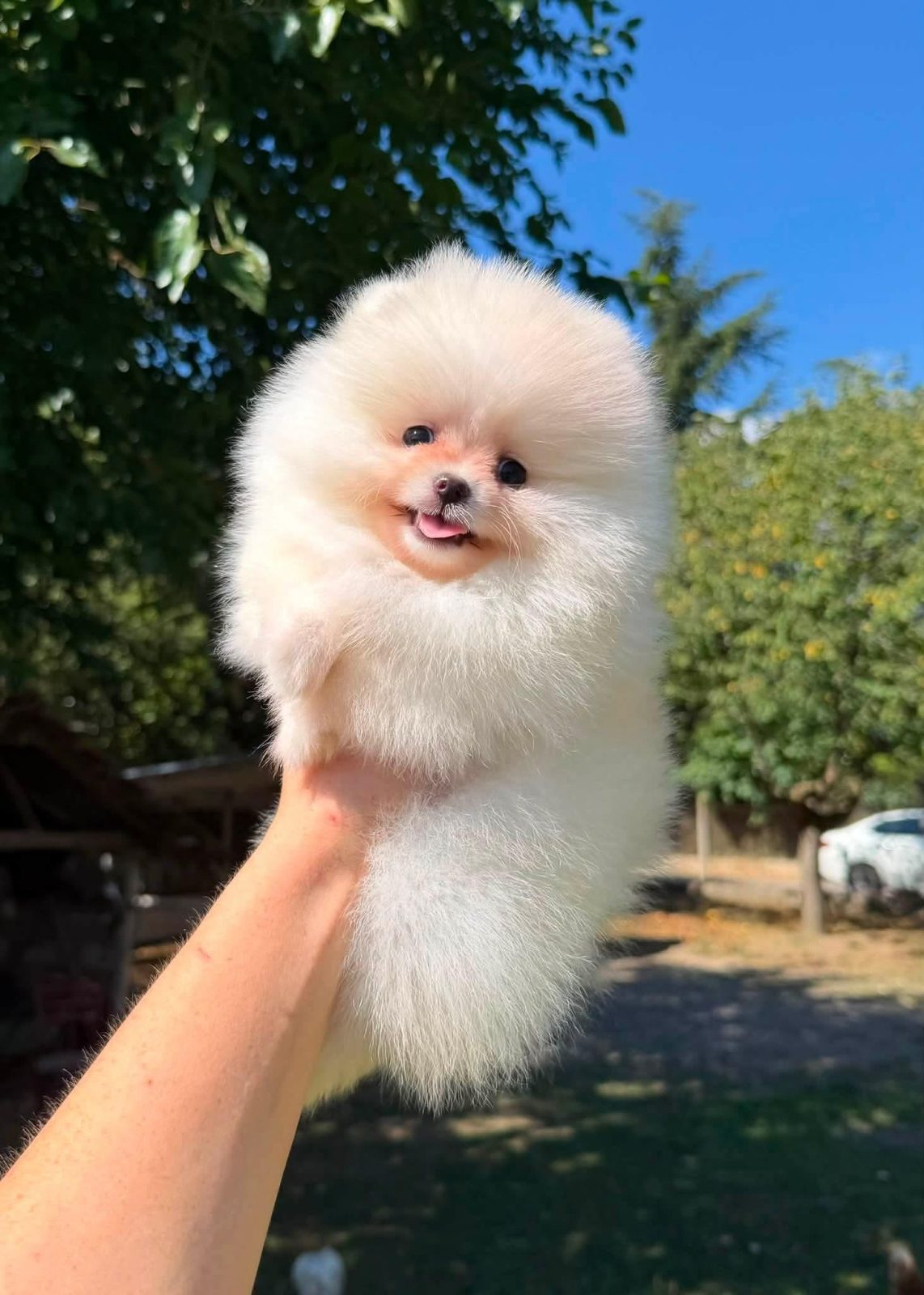 Pomeranian boo oferte