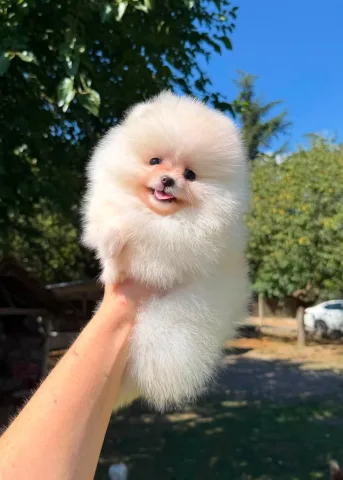 Pomeranian boo oferte