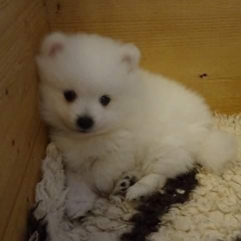 Shesim Minispitz