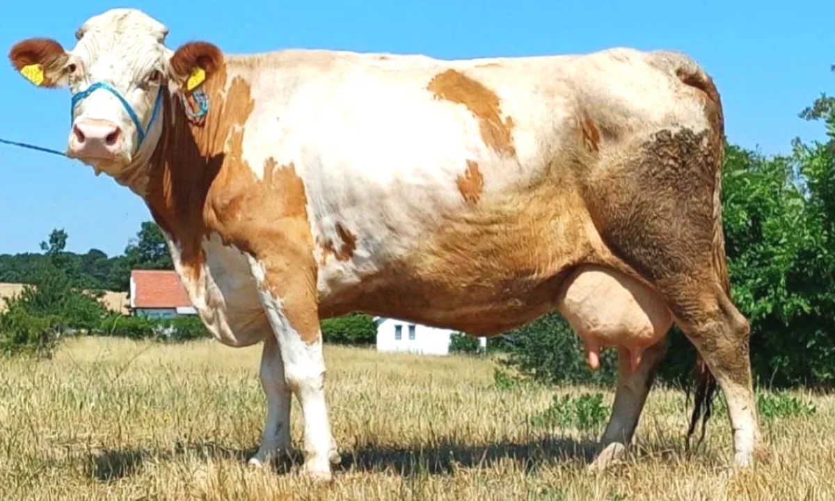🐄 Shiten 2 Lope Simentale – 15 Litra Qumesht ne Dite Secila 🐄