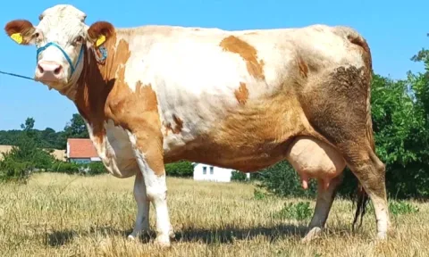 🐄 Shiten 2 Lope Simentale – 15 Litra Qumesht ne Dite Secila 🐄