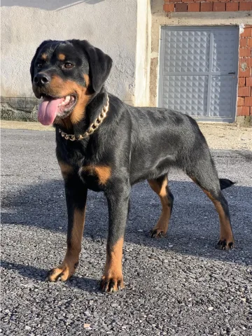 Rottweiler