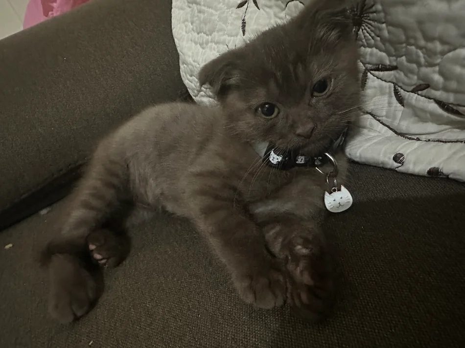 Tirane, shes British shorthair 600 €