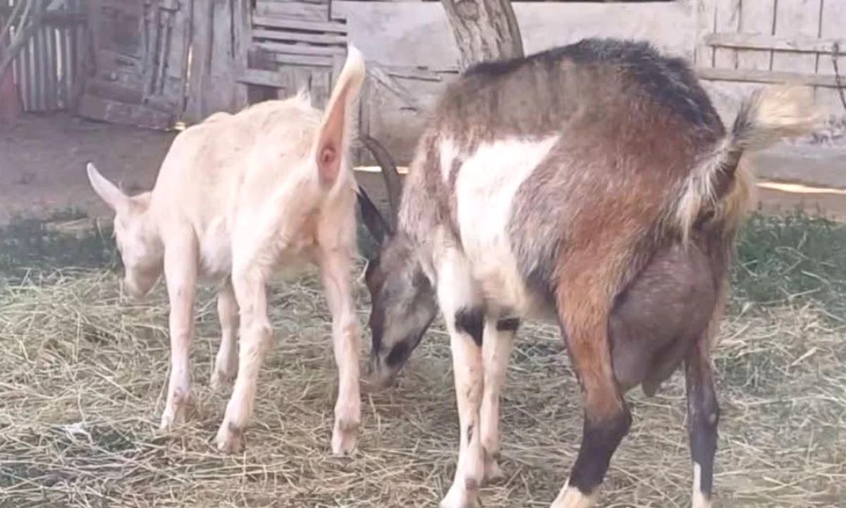 🐐 Shitet Dhi me Kec – 3 Litra Qumesht ne Dite 🐐