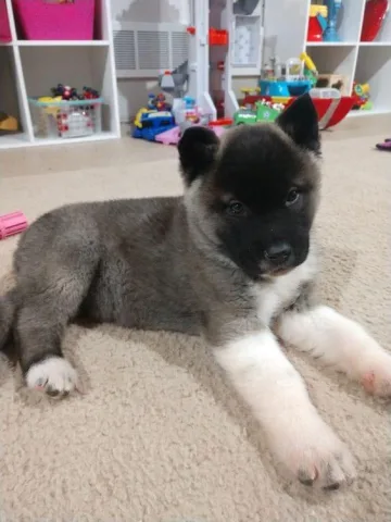 Këlyshë Akita në shitje