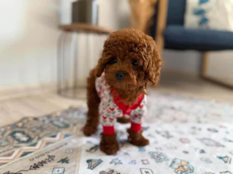 Toy Poodle shitet
