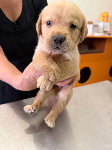 Labrador retriever
