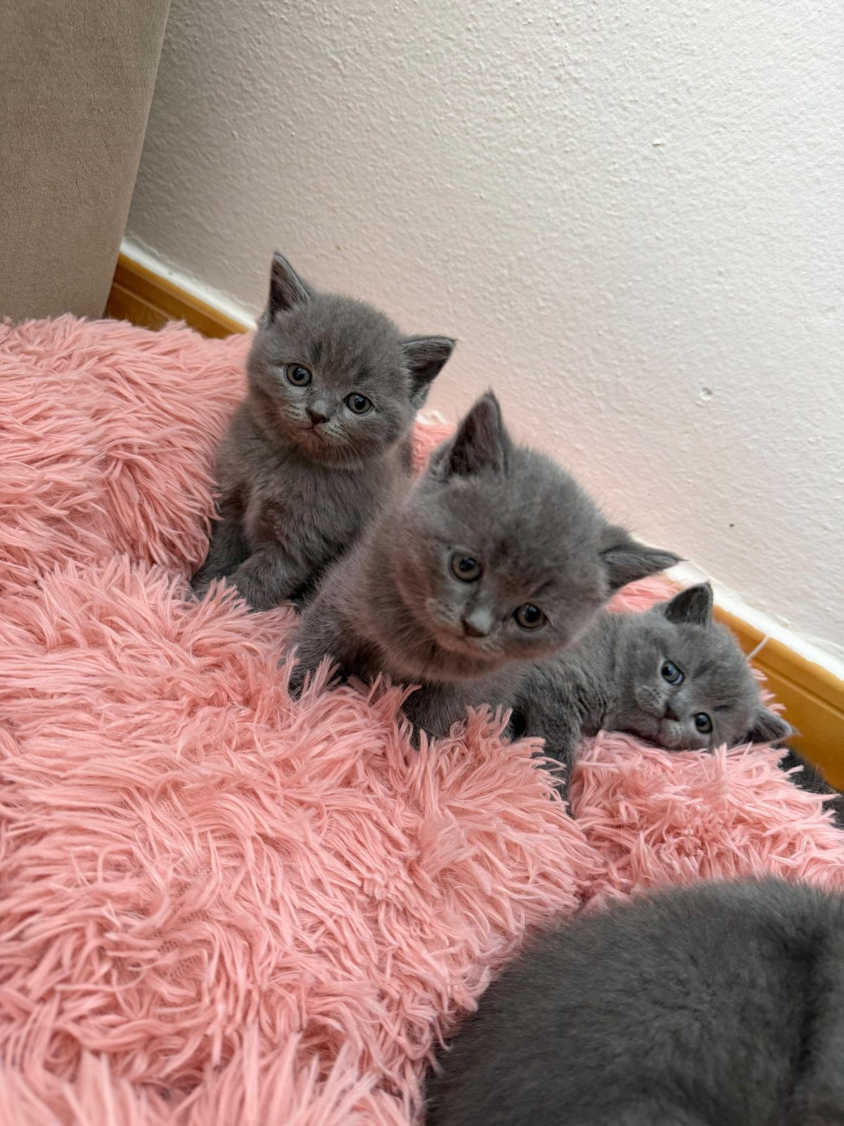 Mace British Shorthair