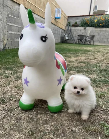 Shiten kelysh pomeranian