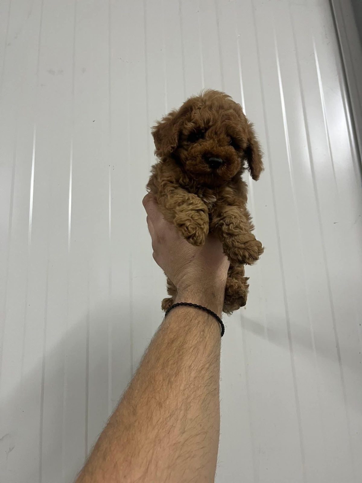Toy Poodle