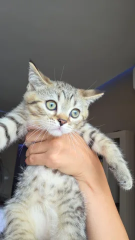 Shiten kotele british shorthair