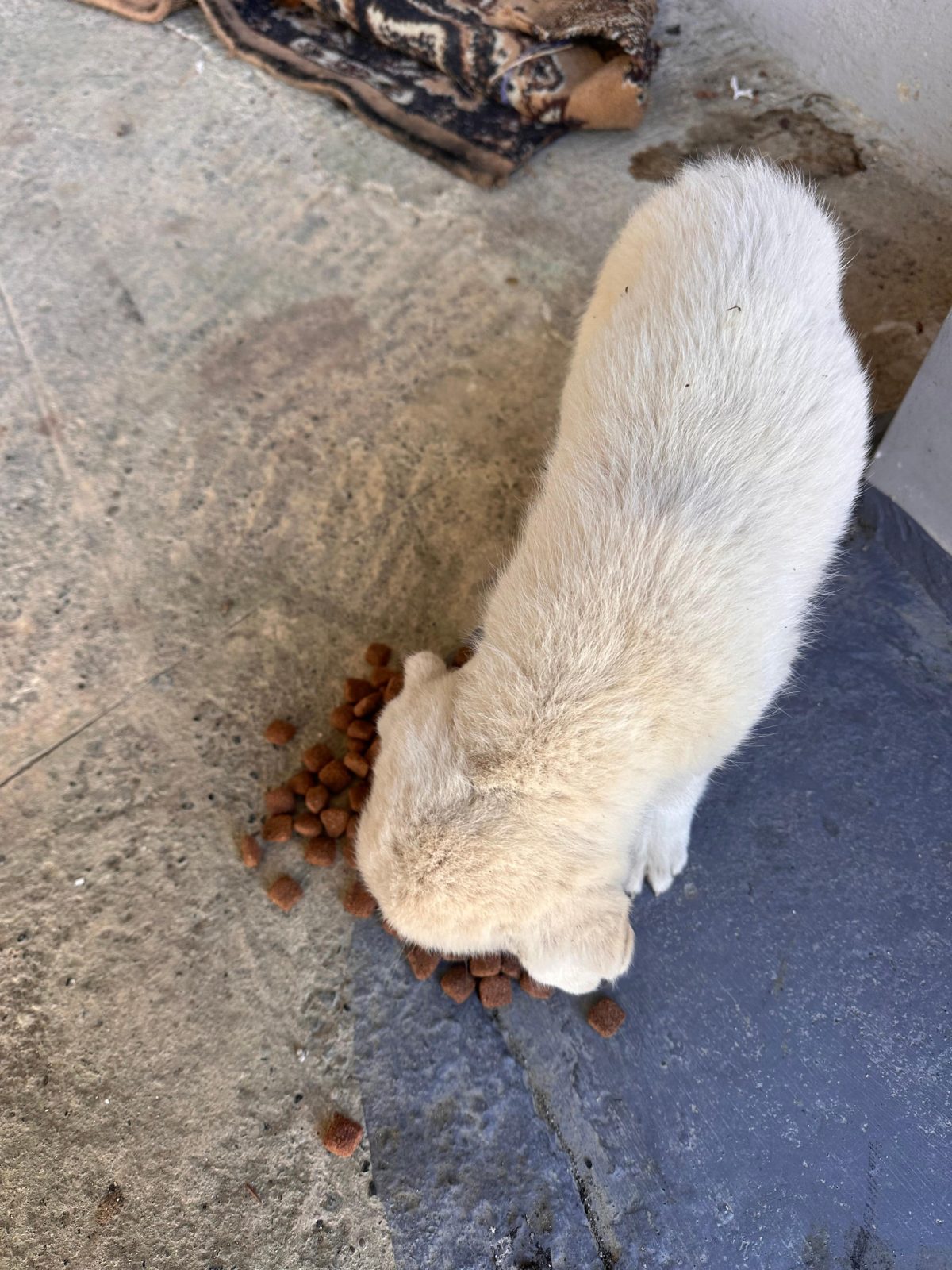 Qenushi Maremmano-Abruzzese