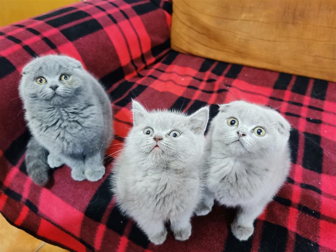 British shorthair Scotish fold OKAZION